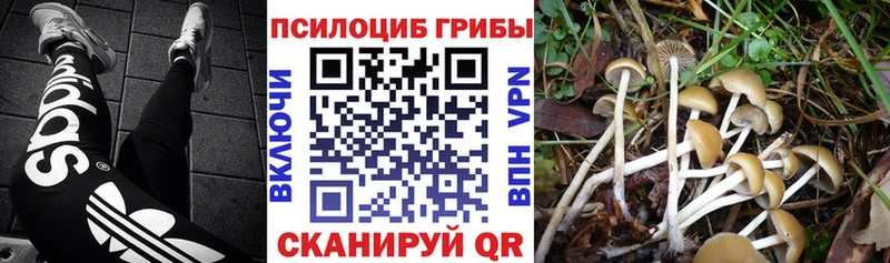 мориарти клад  МЕГА онион  Казань  Псилоцибиновые грибы прущие грибы 